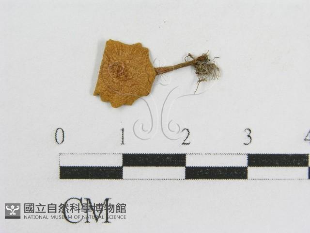 登錄號:F0015960藏品圖，第1張