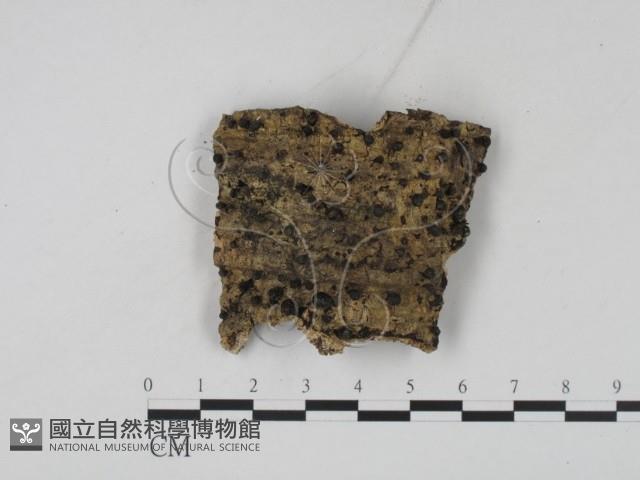 登錄號:F0009960藏品圖，第1張