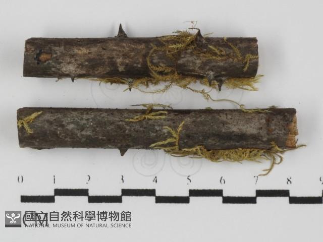 登錄號:F0019960藏品圖，第1張