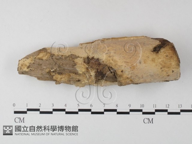 登錄號:F0023960藏品圖，第1張