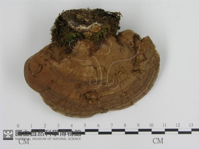 登錄號:F0003960藏品圖，第1張