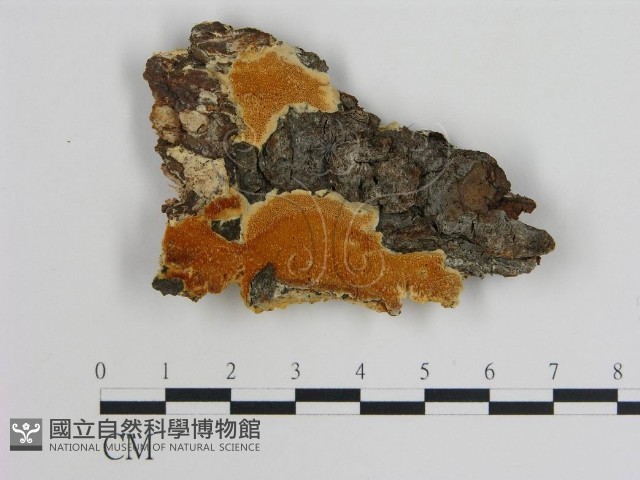 登錄號:F0013960藏品圖，第1張