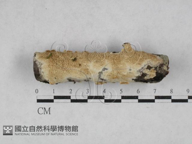 登錄號:F0028660藏品圖，第1張