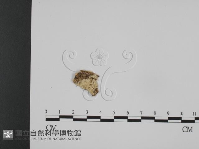 登錄號:F0008660藏品圖，第1張