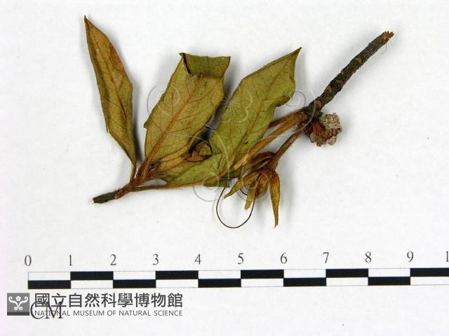 登錄號:F0020660藏品圖，第1張