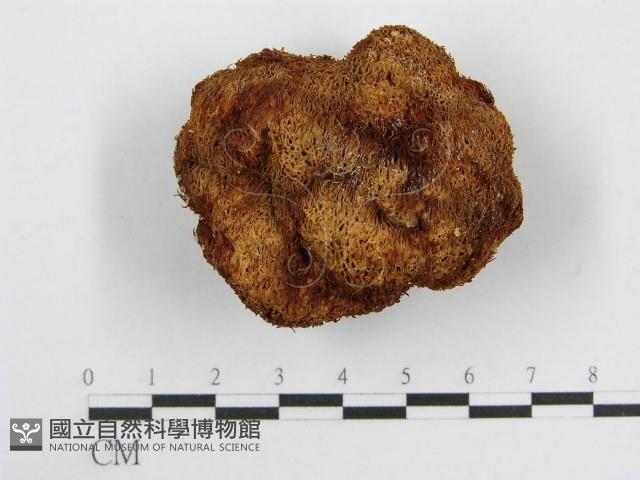 登錄號:F0000660藏品圖，第3張
