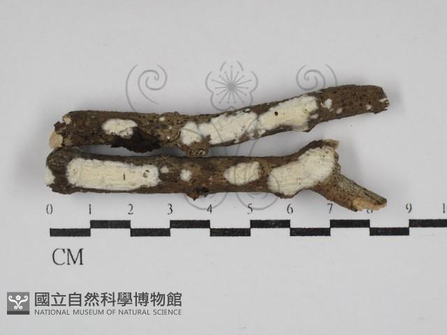 革墊菌屬藏品圖，第1張