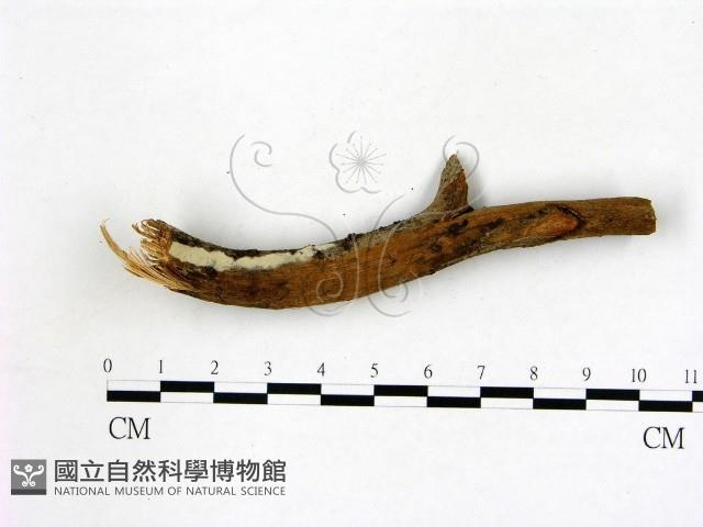 冇骨消絲齒菌藏品圖，第1張