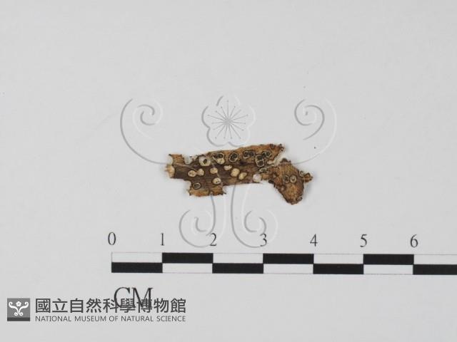 登錄號:F0011660藏品圖，第1張