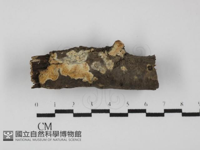 登錄號:F0031660藏品圖，第1張