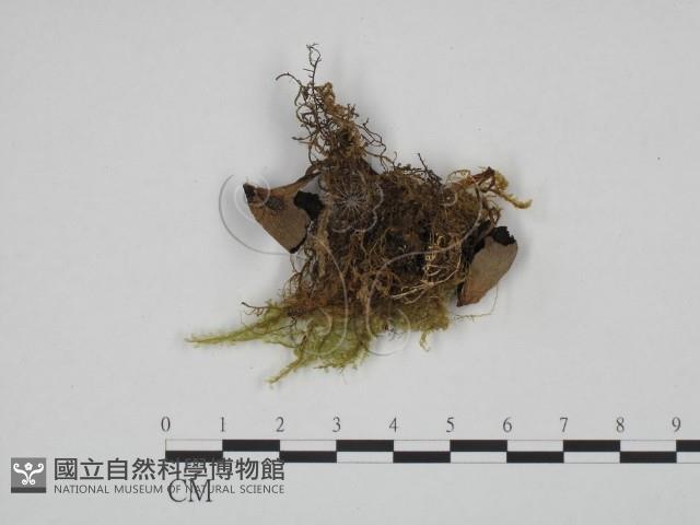 登錄號:F0024660藏品圖，第1張