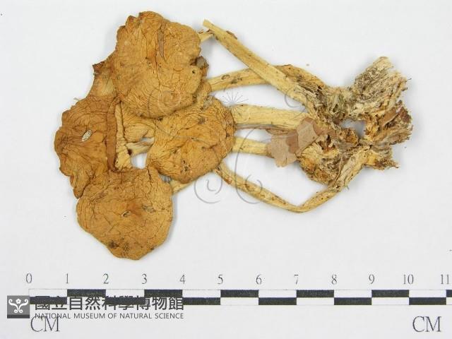 登錄號:F0004660藏品圖，第1張