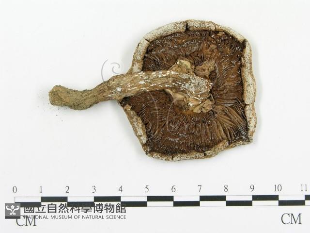 傘菌屬藏品圖，第1張