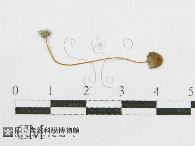 登錄號:F0012660藏品圖，第1張