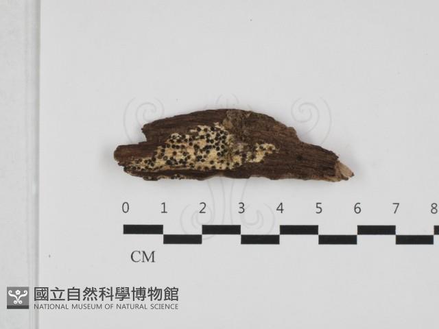 登錄號:F0032660藏品圖，第1張