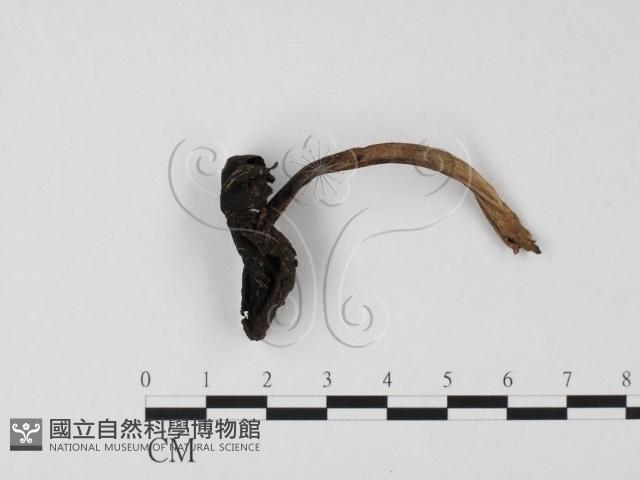 登錄號:F0025660藏品圖，第1張