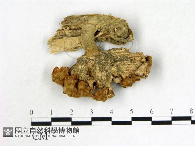 優雅波邊革菌藏品圖，第1張