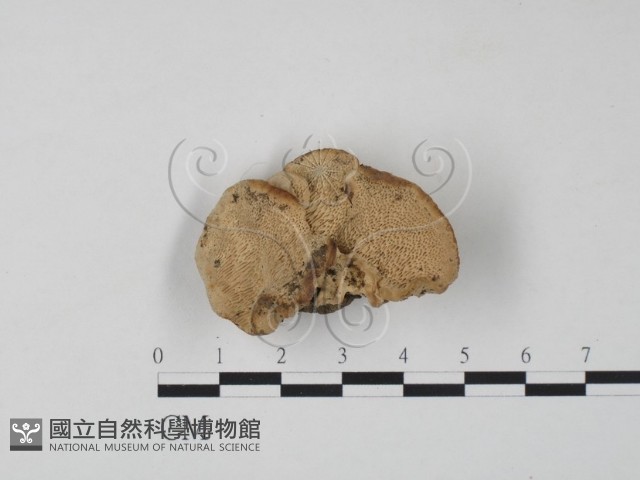 栓菌屬藏品圖，第1張