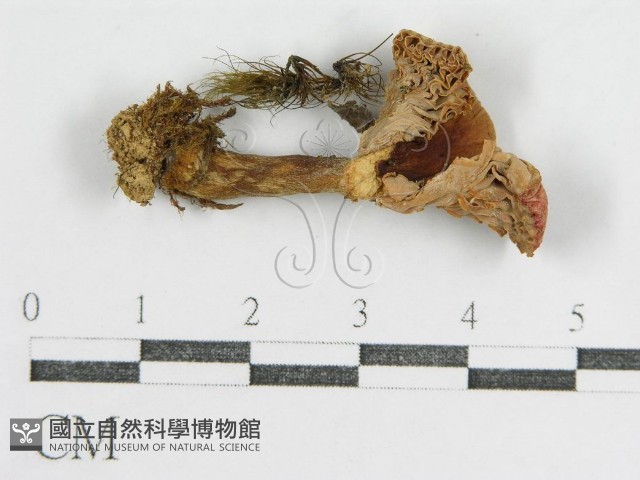 登錄號:F0009660藏品圖，第1張