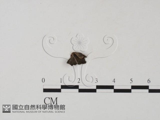登錄號:F0019660藏品圖，第1張