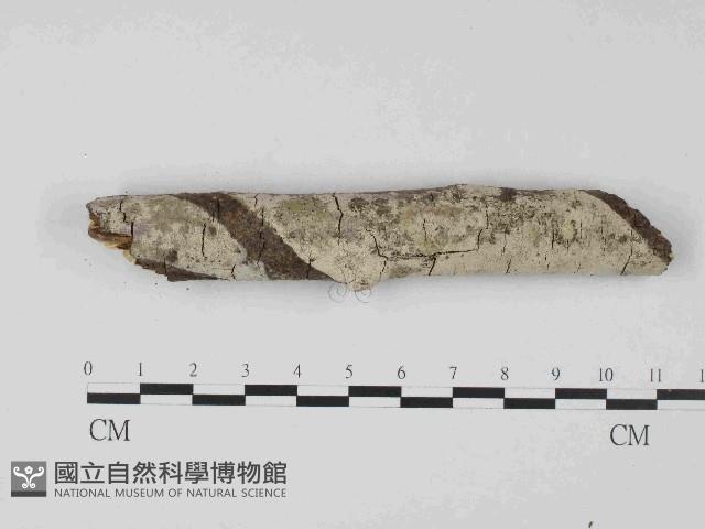 剛毛絲皮菌藏品圖，第1張