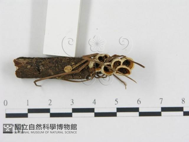 黑蛋巢菌屬藏品圖，第1張