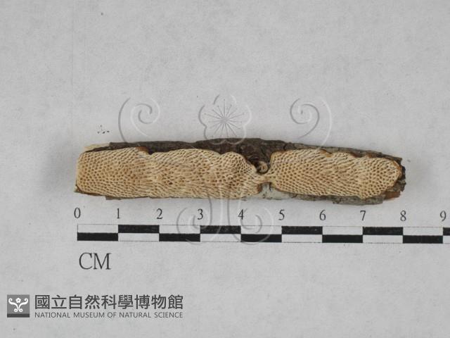 登錄號:F0028460藏品圖，第3張
