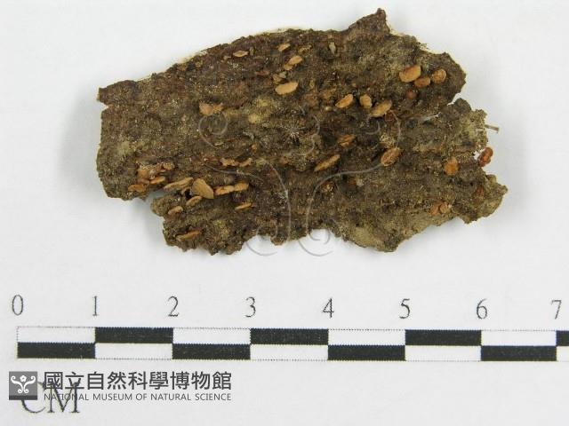 登錄號:F0008460藏品圖，第1張