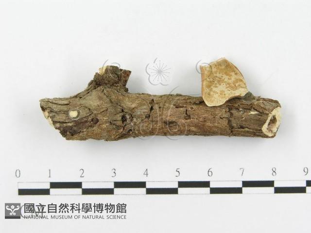 多孔菌屬藏品圖，第1張
