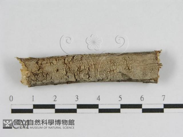 登錄號:F0010460藏品圖，第1張