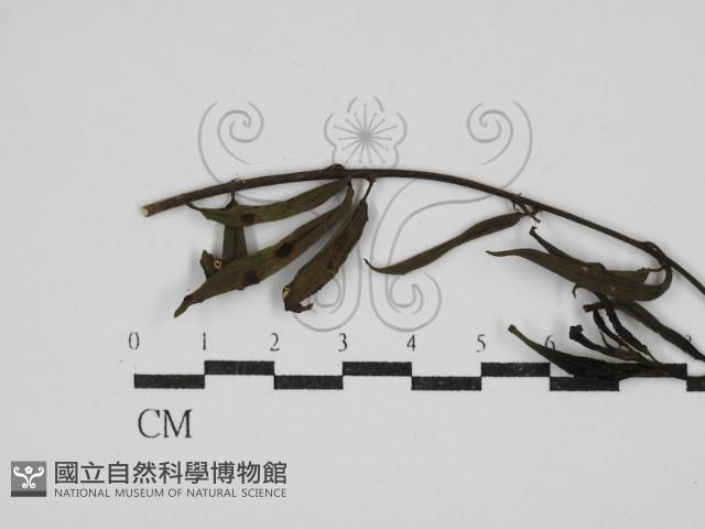 登錄號:F0030460藏品圖，第1張