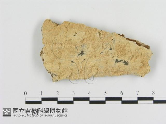 登錄號:F0006460藏品圖，第1張