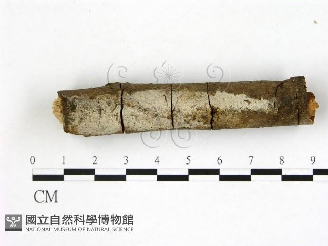 刺皮菌屬藏品圖，第1張