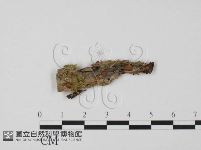 登錄號:F0011460藏品圖，第1張