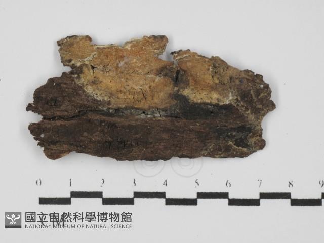 登錄號:F0031460藏品圖，第1張