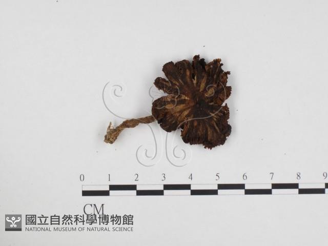 登錄號:F0024460藏品圖，第1張