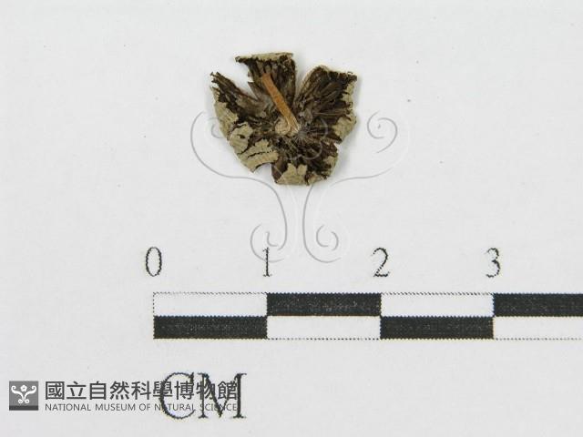 登錄號:F0014460藏品圖，第1張