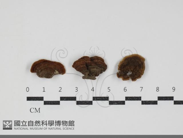 登錄號:F0034460藏品圖，第1張