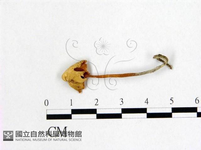 小皮傘屬藏品圖，第1張