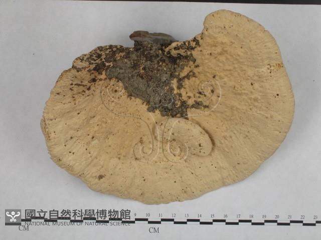 登錄號:F0002460藏品圖，第1張