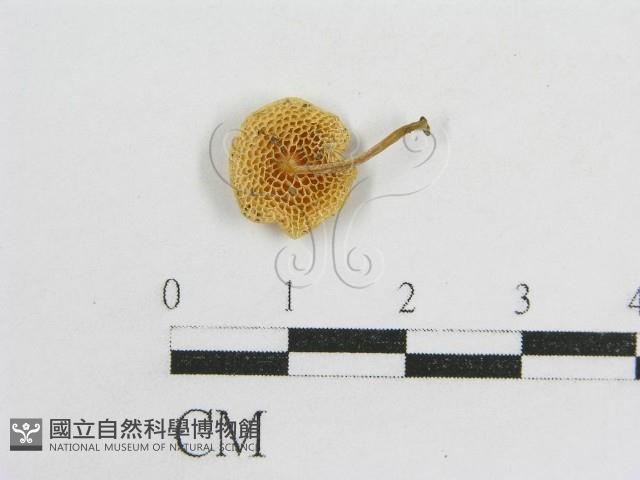 登錄號:F0012460藏品圖，第1張