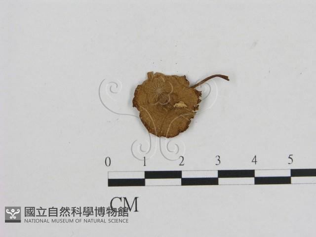 小菇屬藏品圖，第1張