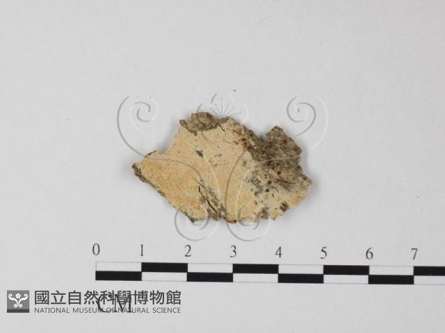 登錄號:F0025460藏品圖，第1張