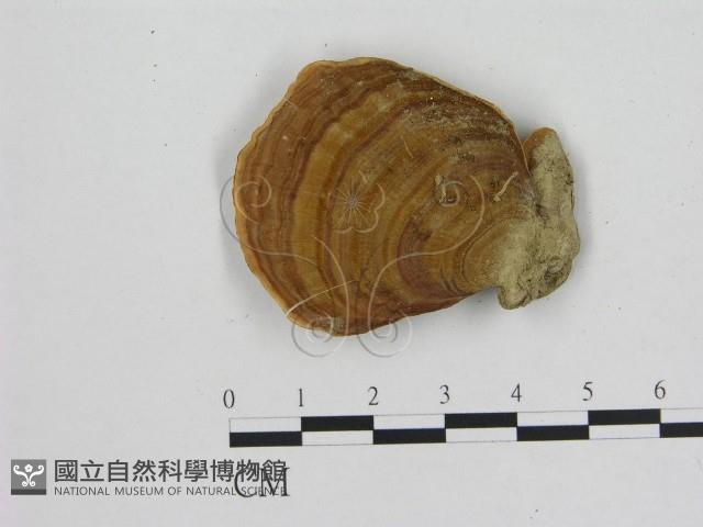 相鄰小孔菌藏品圖，第1張