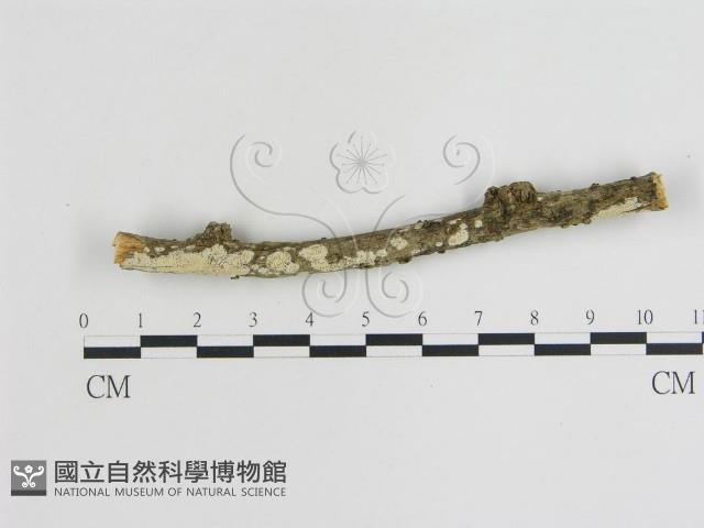 登錄號:F0015460藏品圖，第1張