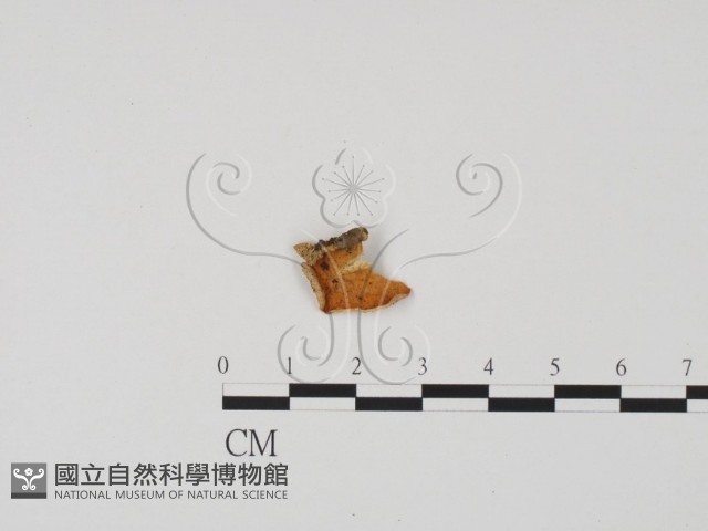 登錄號:F0003460藏品圖，第1張