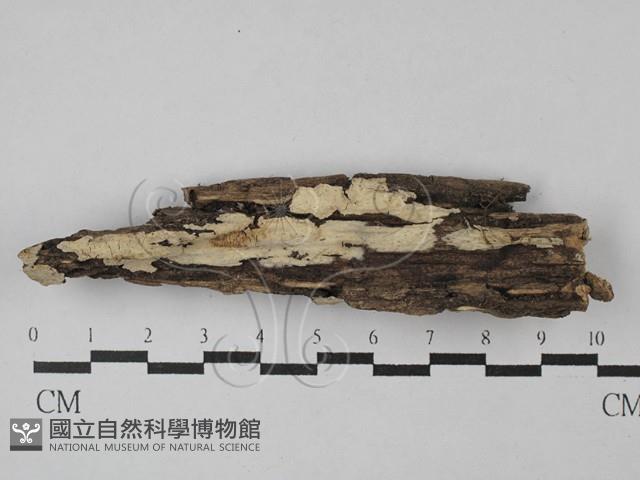 登錄號:F0028760藏品圖，第1張