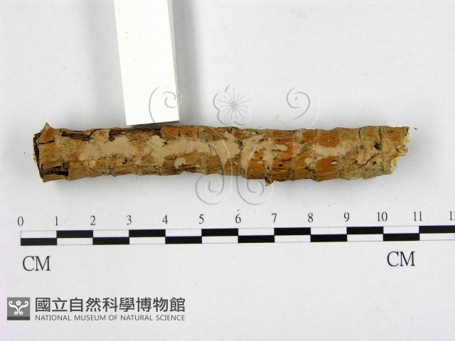 顯絲菌屬藏品圖，第1張