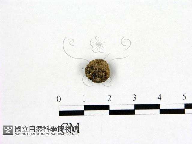 登錄號:F0000760藏品圖，第3張