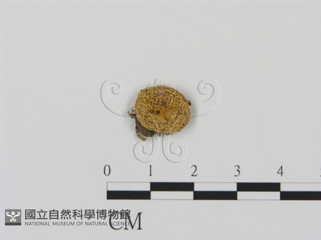 登錄號:F0010760藏品圖，第1張